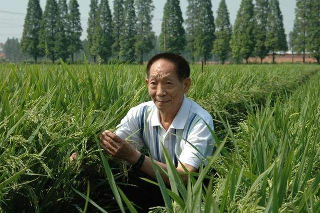 杂交水稻之父袁隆平 - 图说-值得研究